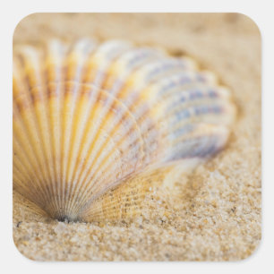 Sweet Seashell Vierkante Sticker