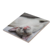 Sweet Siamese Kitten met blauwe ogen Tegeltje (Zijkant)