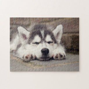 Sweet Siberian Husky Puppy Sleeping Legpuzzel