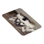 Sweet Siberian Husky Puppy Sleeping Magneet (Rechterzijde)