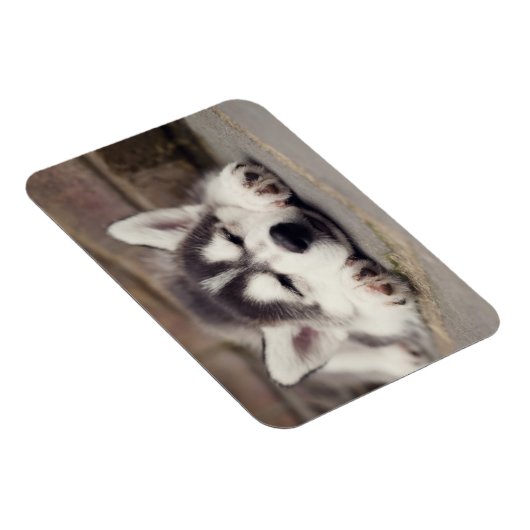 Sweet Siberian Husky Puppy Sleeping Magneet (Rechterzijde)