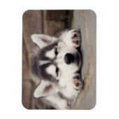 Sweet Siberian Husky Puppy Sleeping Magneet (Verticaal)