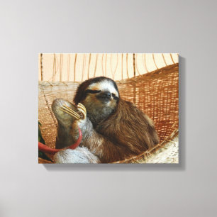 Sweet Sloth Canvas Afdruk