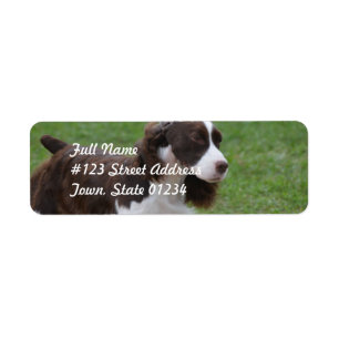 Sweet Springer Spaniel Etiket