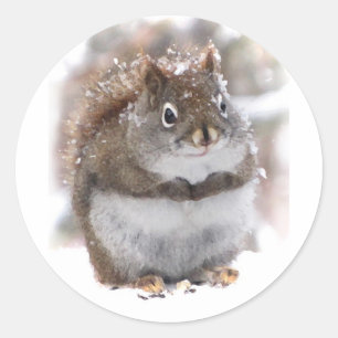Sweet Squirrel Ronde Sticker