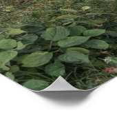 Sweet Summer by John William Waterhouse Poster (Hoek)