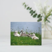 Sweet Swan Babies - Briefkaart (Staand voorkant)