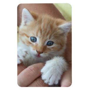 Sweet Tabby Baby Magneet