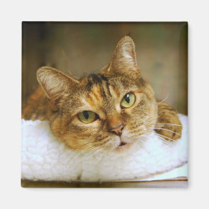 Sweet Tabby Cat Magnet Magneet