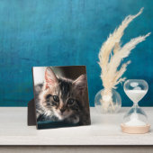 Sweet Tabby Fotoplaat (Insitu)