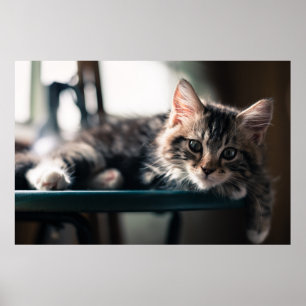 Sweet Tabby Poster