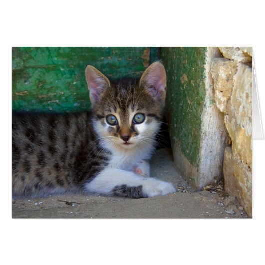 Sweet Tiger Cat Baby (Voorkant Horizontaal)