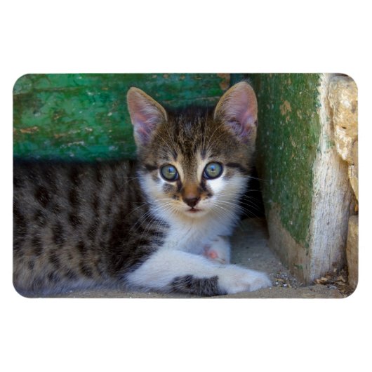 Sweet Tiger Cat Baby Magneet (Horizontaal)