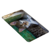 Sweet Tiger Cat Baby Magneet (Rechterzijde)