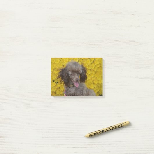 Sweet Tiny Brown Poodle Post-it® Notes (Op bureau)