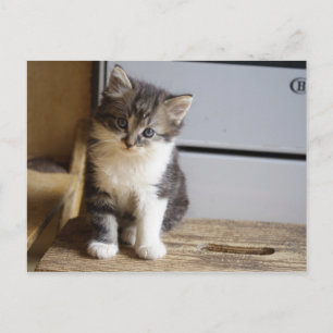 Sweet Tomcat Kitten Briefkaart
