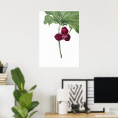 Sweet Trillium Art Print van Mary Vaux Walcott (Thuiskantoor)
