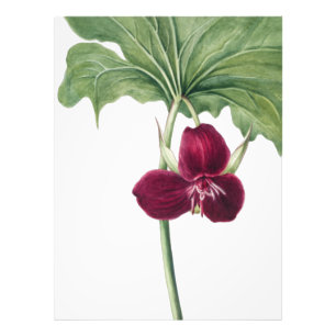 Sweet Trillium Botanical Print: Natuur vastleggen Foto Afdruk