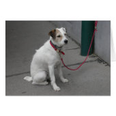 Sweet White Mongrel (Voorkant Horizontaal)