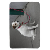 Sweet White Mongrel Magneet (Verticaal)