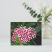 Sweet William Flowers Briefkaart (Staand voorkant)