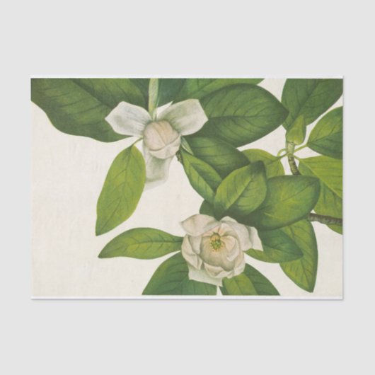 Sweetbay van Mary Vaux Walcott Tissuepapier (Voorkant)