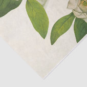 Sweetbay van Mary Vaux Walcott Tissuepapier (Detail)