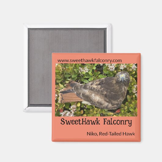 SweetHawk Falconry Niko Red Tail Hawk 2x2 Magnet (Recto/Verso)