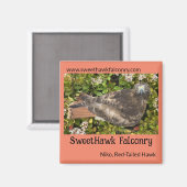 SweetHawk Falconry Niko Red-Tailed Hawk 2x2 Magnee Magneet (Voorkant / Achterkant)