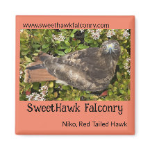 SweetHawk Falconry Niko Red-Tailed Hawk 2x2 Magnee