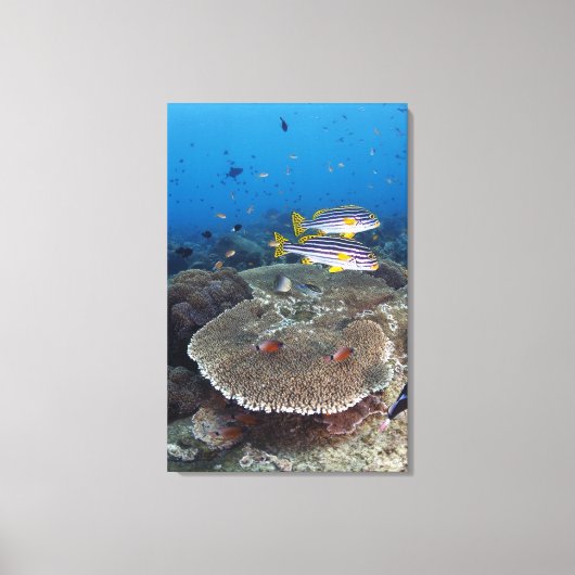 Sweetlip Fish Canvas Afdruk (Voorkant)