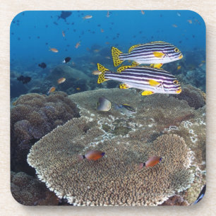 Sweetlip Fish Onderzetter