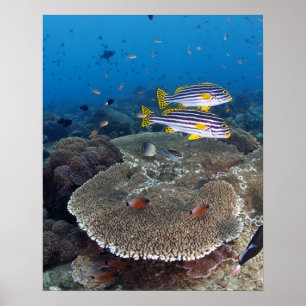 Sweetlip Fish Poster