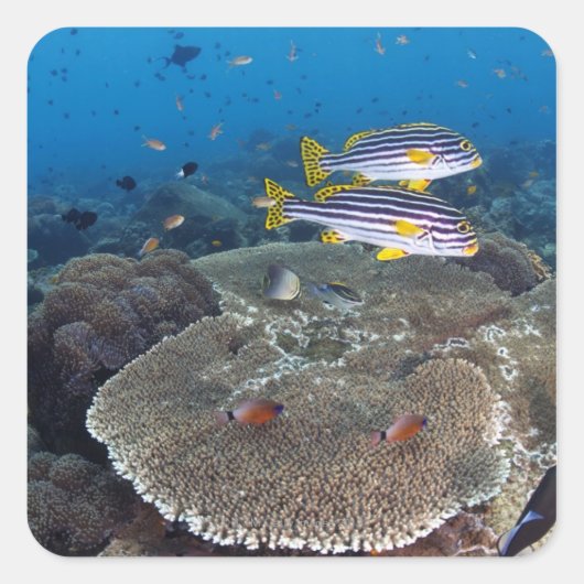 Sweetlip Fish Vierkante Sticker (Voorkant)