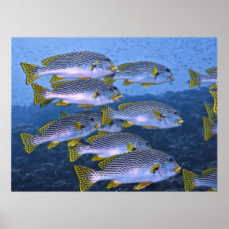 Sweetlips School Poster