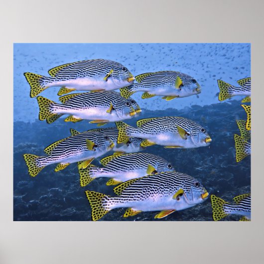 Sweetlips School Poster (Voorkant)