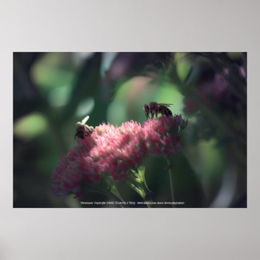 Sweetness Poster (Voorkant)