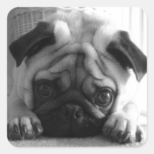 SweetPea Pugs Vierkante Sticker (Voorkant)