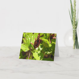 Sweetshrub (floridus Calycanthus) Feestdagen Kaart