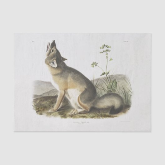 Swift Fox. Mannelijk. (Vulpes velox) Ontkoppeling  Tissuepapier (Voorkant)
