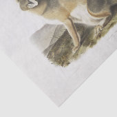 Swift Fox. Mannelijk. (Vulpes velox) Ontkoppeling  Tissuepapier (Detail)