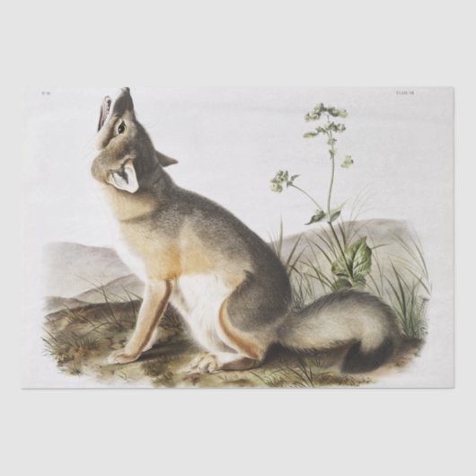Swift Fox (Vulpes velox) uit het vivipare vierkant Tissuepapier (Voorkant)