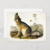 Swift Fox (Vulpes Velox) van Audubon's Quadrupeds Briefkaart (Voorkant / Achterkant)