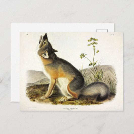 Swift Fox (Vulpes Velox) van Audubon's Quadrupeds Briefkaart (Voorkant / Achterkant)