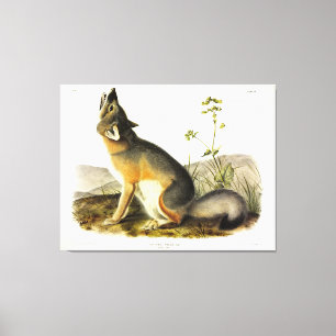 Swift Fox (Vulpes Velox) van Audubon's Quadrupeds Canvas Afdruk