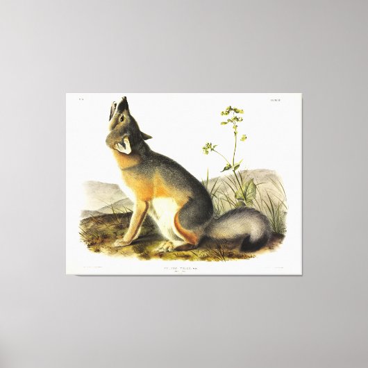 Swift Fox (Vulpes Velox) van Audubon's Quadrupeds Canvas Afdruk (Voorkant)