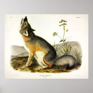 Swift Fox (Vulpes Velox) van Audubon's Quadrupeds Poster