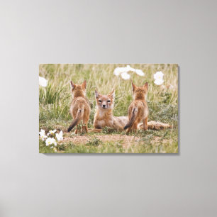 Swift Vos (Vulpes velox) vrouwtje met jongen bij Canvas Afdruk