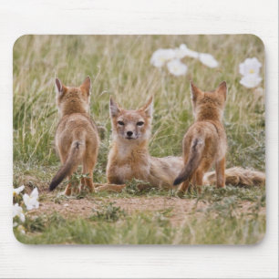 Swift Vos (Vulpes velox) vrouwtje met jongen bij Muismat