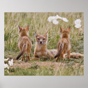 Swift Vos (Vulpes velox) vrouwtje met jongen bij Poster